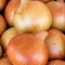 Patterson yellow storage onions with copper-gold papery skins and dried necks
