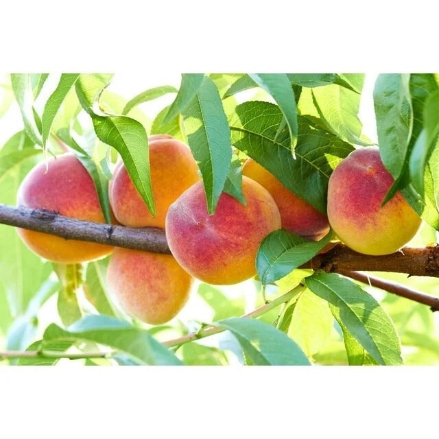 Peaches on a tree branch with green leaves