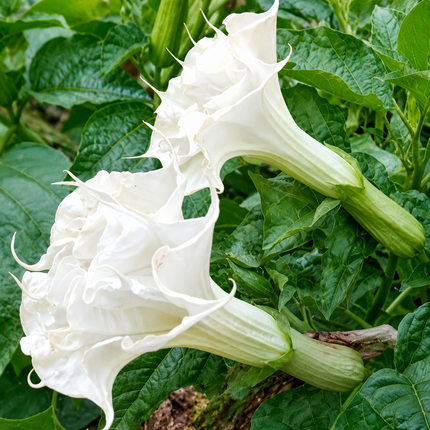 10 Pearl White Angel Trumpet Seeds