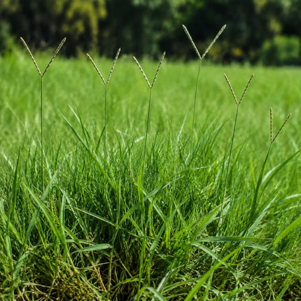Pensacola Bahia grass with characteristic V-shaped seedheads