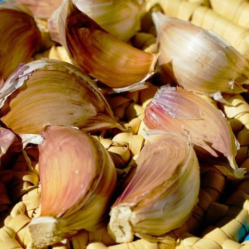 Peruvian Purple Stripe Garlic Bulbs for Planting Eating - Seed World