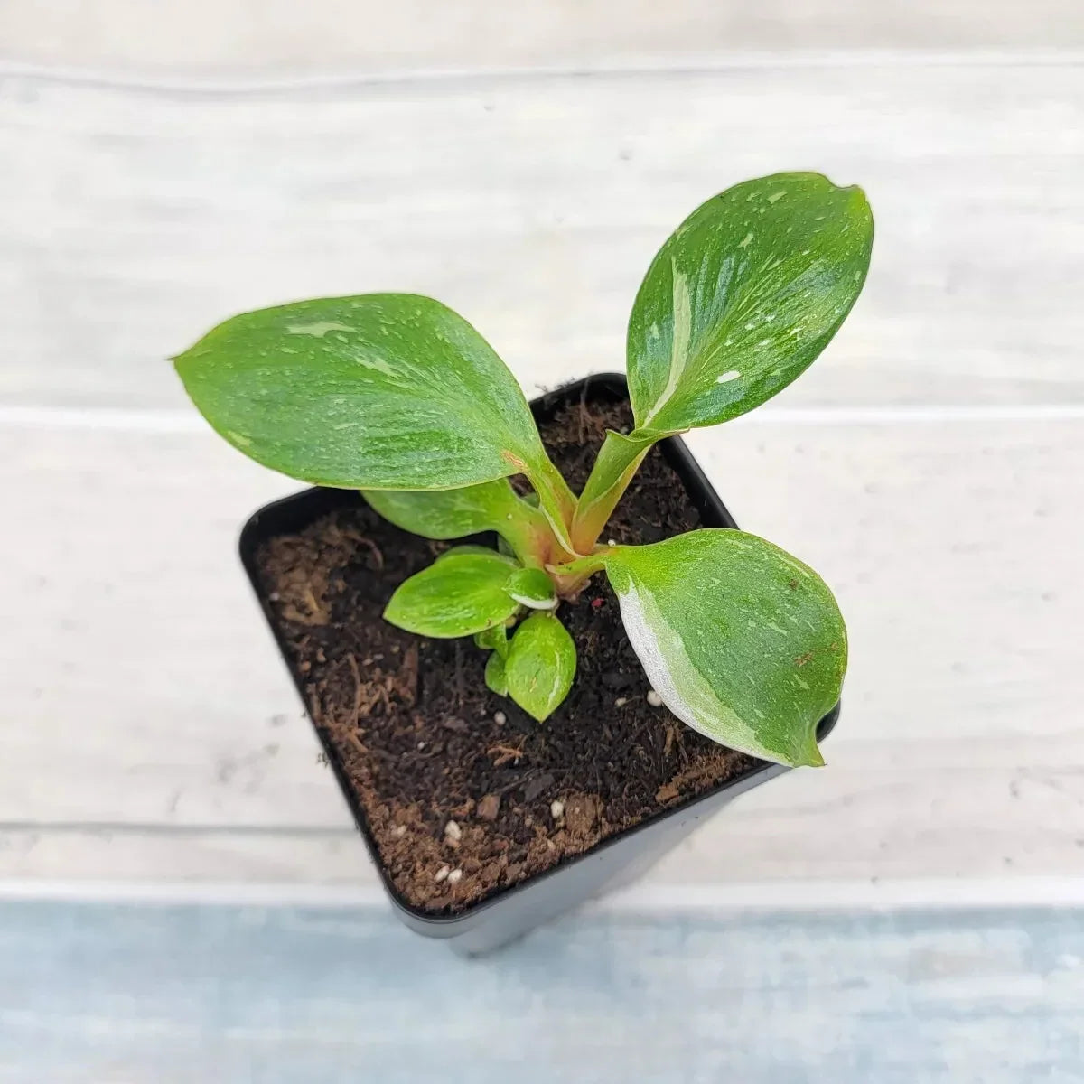 Philodendron White Knight Live Plant in 3" Pot - Seed World