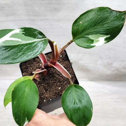 Philodendron White Knight Live Plant in 3" Pot - Seed World