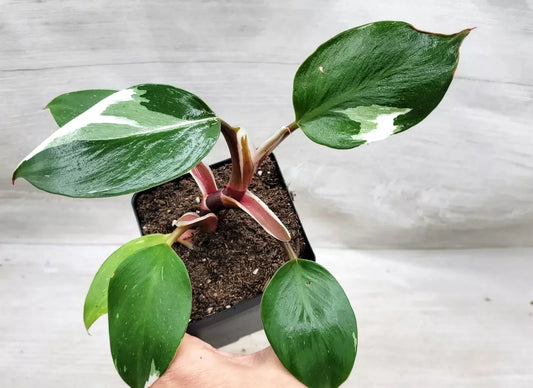 Philodendron White Knight Live Plant in 3" Pot - Seed World