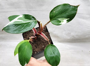 Philodendron White Knight Live Plant in 3" Pot