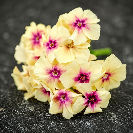 50 Yellow Pink Phlox Seeds