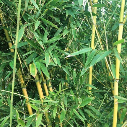 phyllostachys aurea