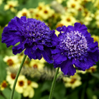 Dark Purple