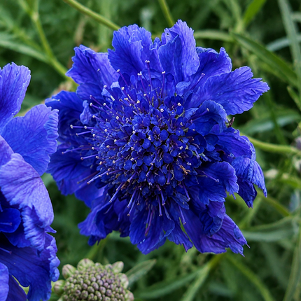 35 Pincushion Scabiosa Deep Blue