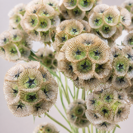 35 Pincushion Scabiosa Starflower