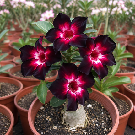 Pink Black White Desert Rose