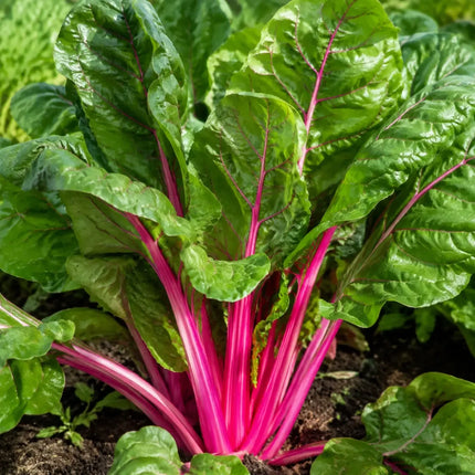 Pink Lipstick Swiss Chard Seeds – product image 1