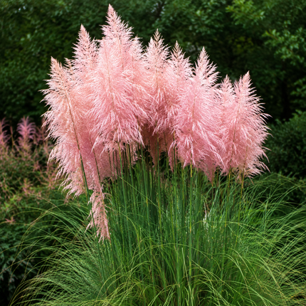 Pink Pampas Grass plumes