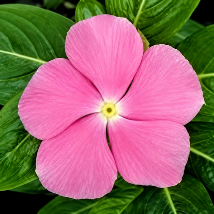 50 Pink Periwinkle Seeds