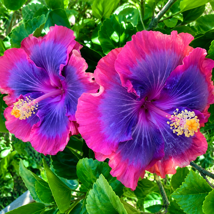 20 Pink Purple Blue Hibiscus Seeds