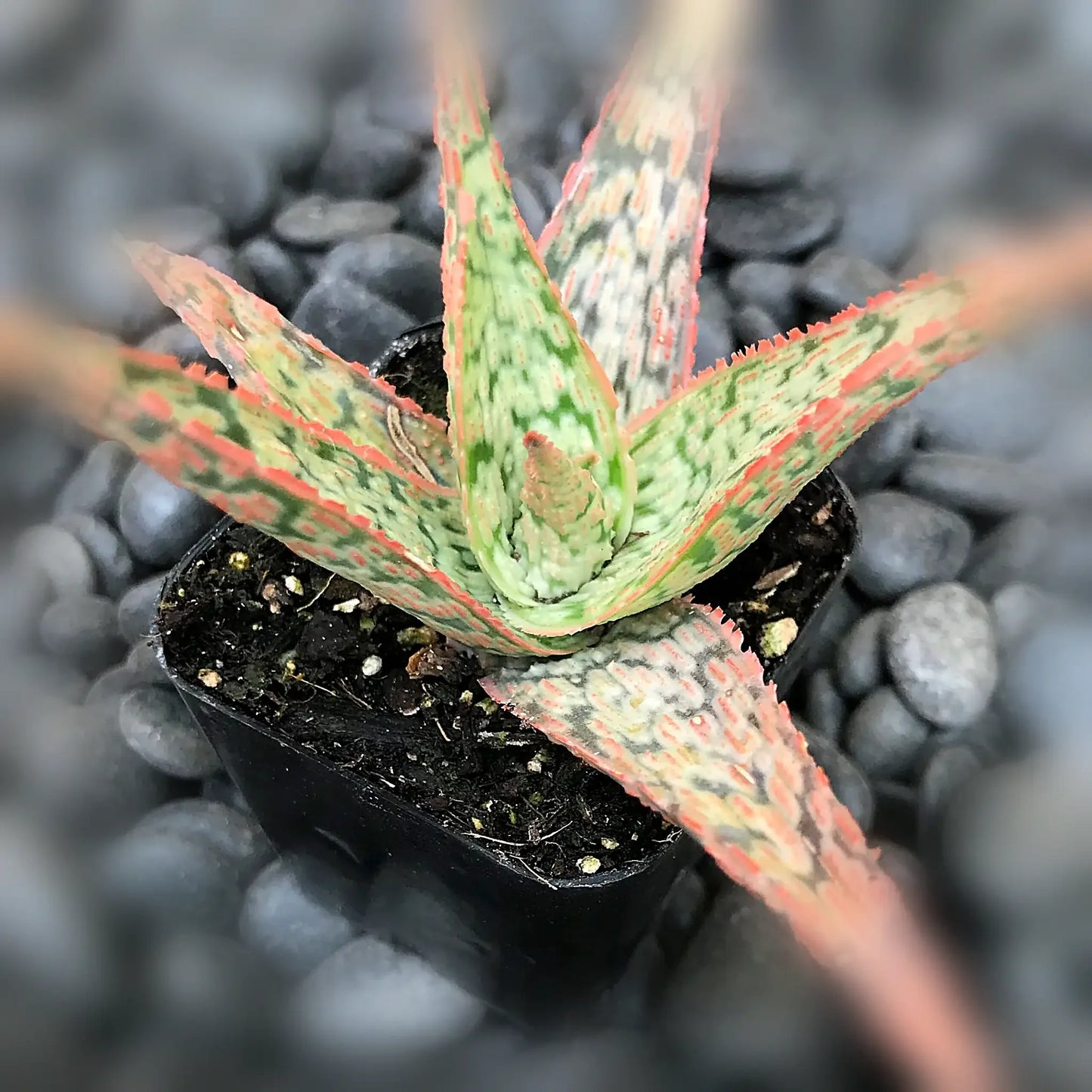 Aloe ‘Sunrise’ Hybrid Seeds – Pink Blush Succulent