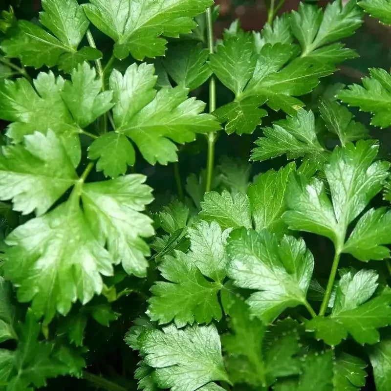 Plain Italian Parsley Seeds - Seed World