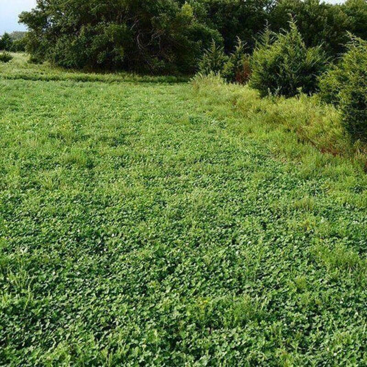 Plot Seeds: Burly Buck Blend for Planting - Seed World