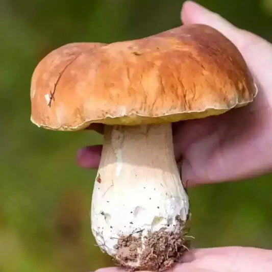 Porcini Mushroom King Bolete Grow Kit - Spores in Sawdust Bag - Seed World