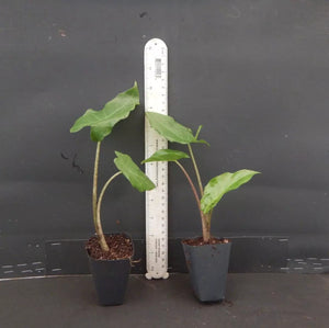 1 Portora Elephant Ear Alocasia Live Starter Plant