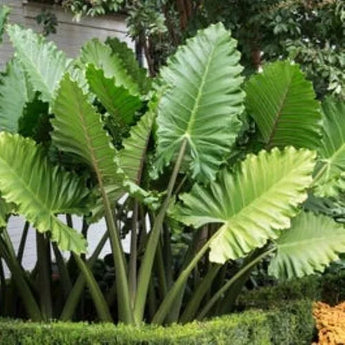 1 Portora Elephant Ear Alocasia Live Starter Plant