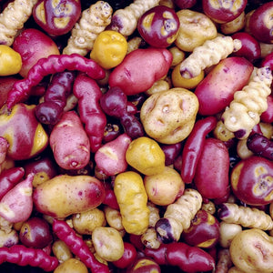 100 Mixed True Potato Seeds - Diploid, Low Dormancy