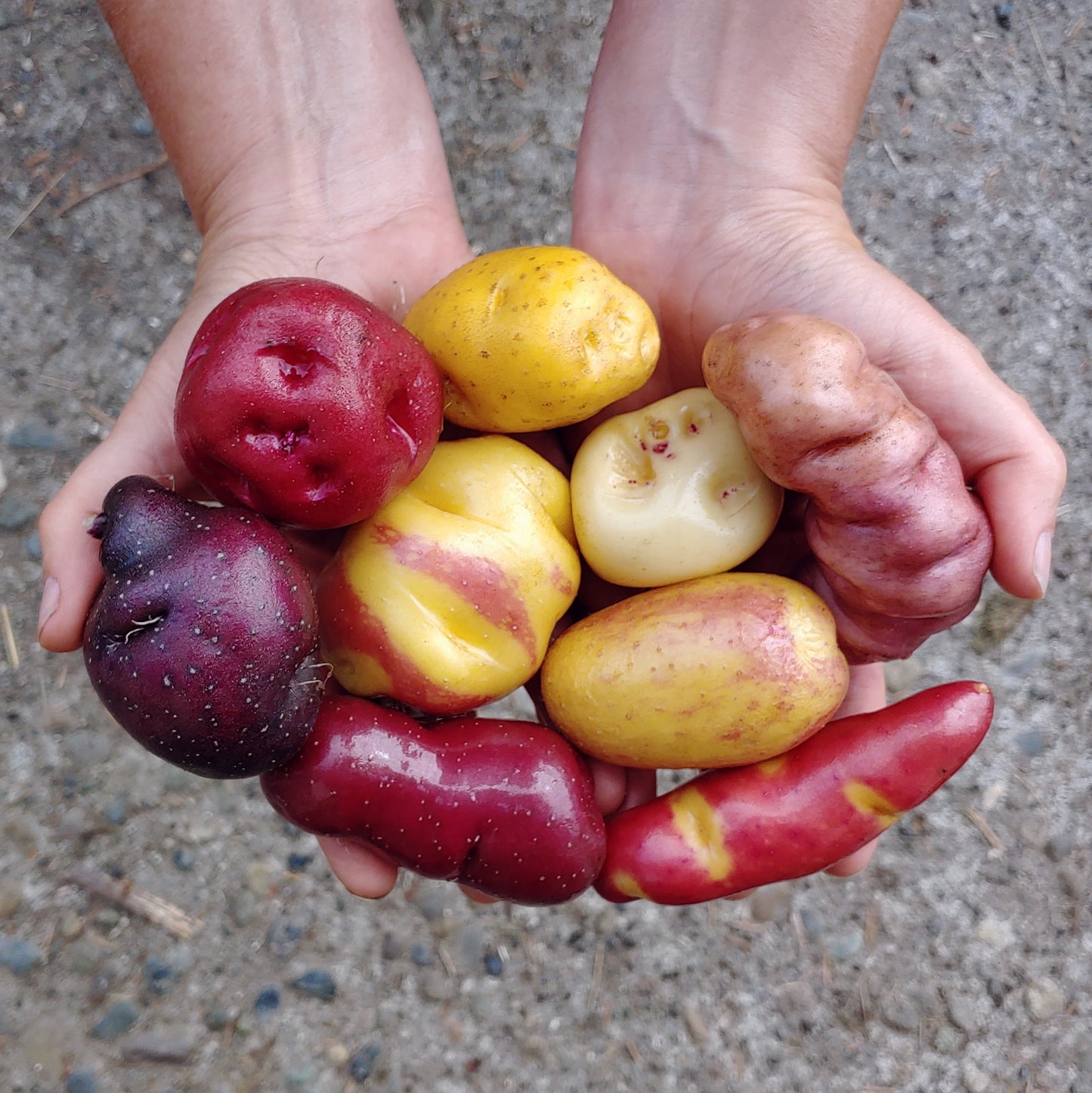 100 Mixed True Potato Seeds - Diploid, Wide Mix