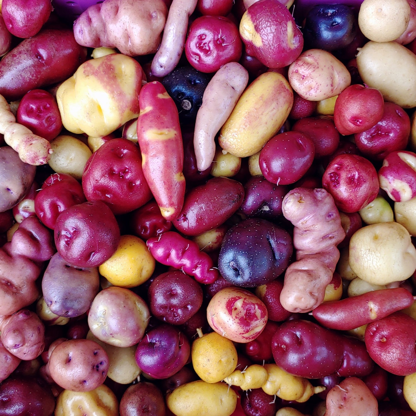 100 Mixed True Potato Seeds - Diploid, Wide Mix