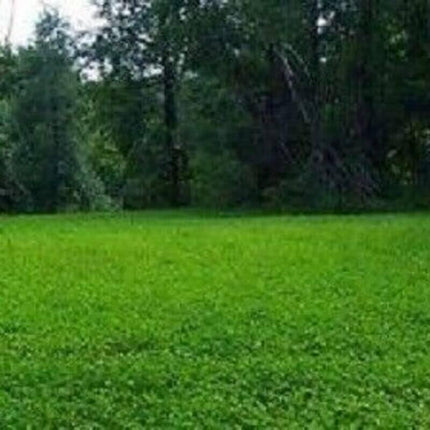 Green grassy field with trees in the background