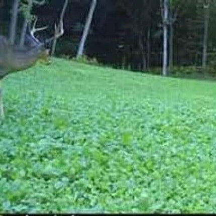 Close-up of artificial grass with a deer head in the background