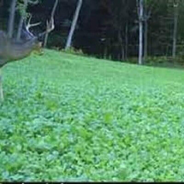 Close-up of artificial grass with a deer head in the background