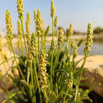 Close-up of Plantago ovata flower spikes and narrow foliage