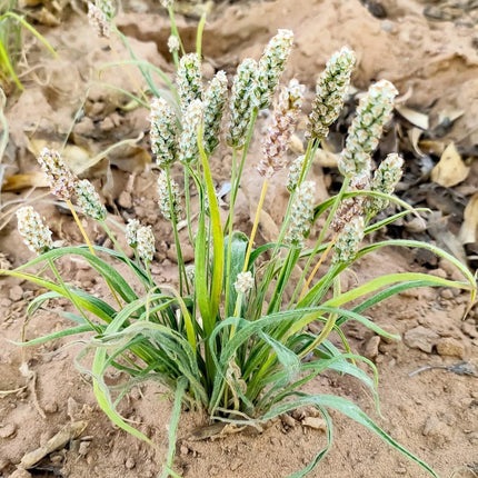 Plantago ovata showing its full growth habit, narrow leaves and pale flower spikes