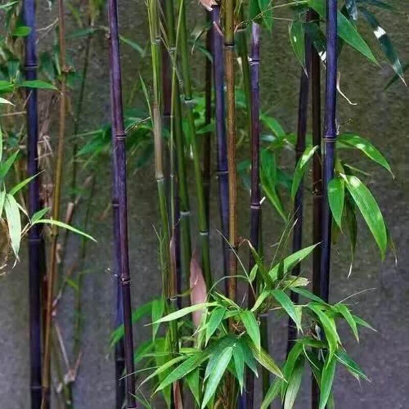 planting bamboo from seed Purple Bamboo Seeds – Seed World