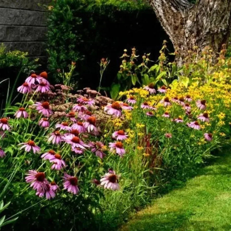 Purple Coneflower Seeds – Echinacea purpurea - Seed World