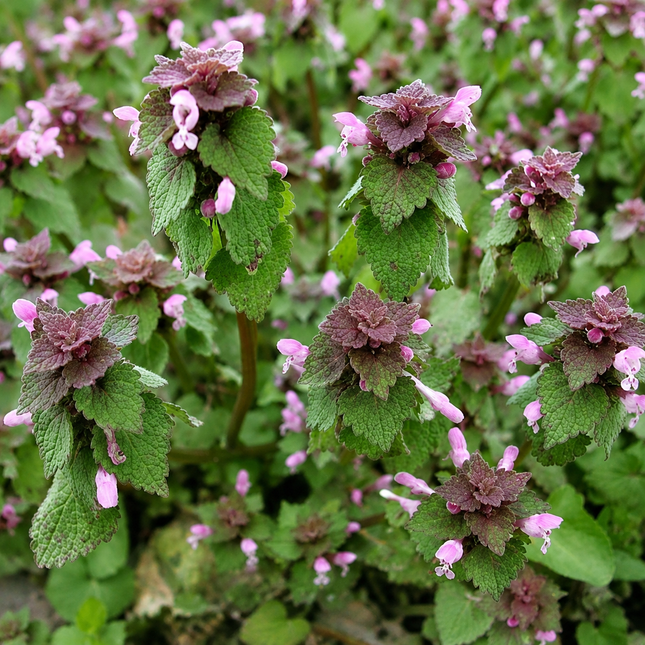35 Purple Dead-Nettle Seeds