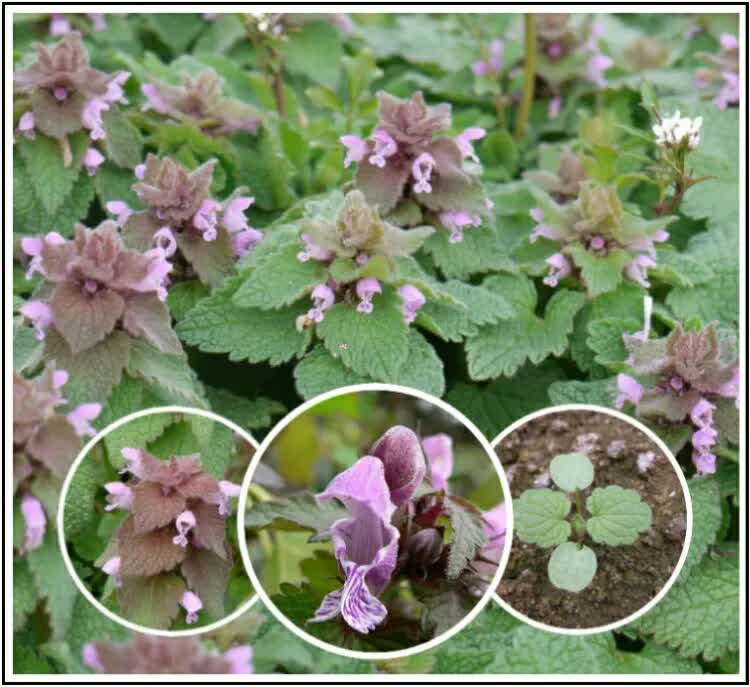 Edible leaves of Purple Dead-Nettle for harvesting