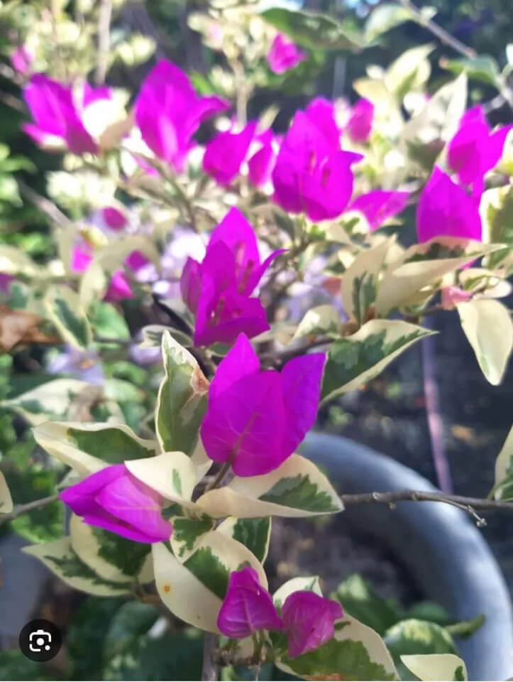 1 Live Bougainvillea - Well Rooted - Starter  Plug