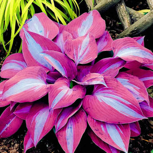 100 Purple Blue Hosta Plantaginea Seeds