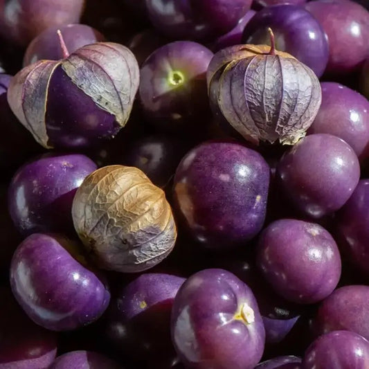 Close-up of ripe purple tomatillos in husks