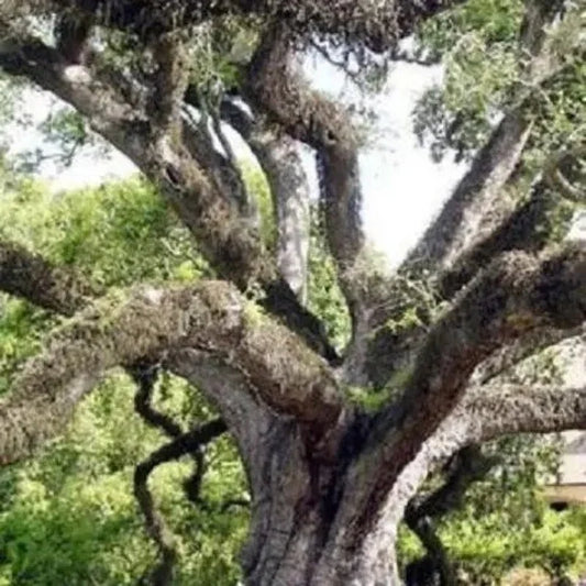 Large tree with intricate branches and moss, surrounded by green foliage.