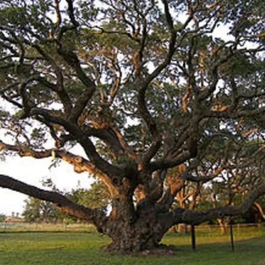Large tree with a wide trunk and sprawling branches in an open field.