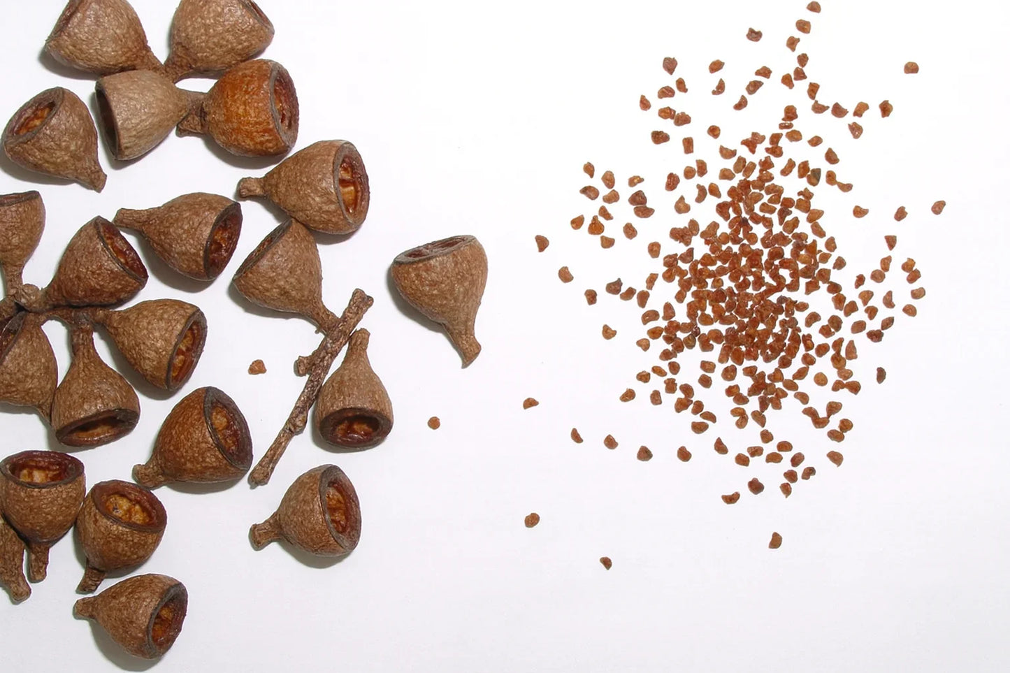 rainbow eucalyptus seeds