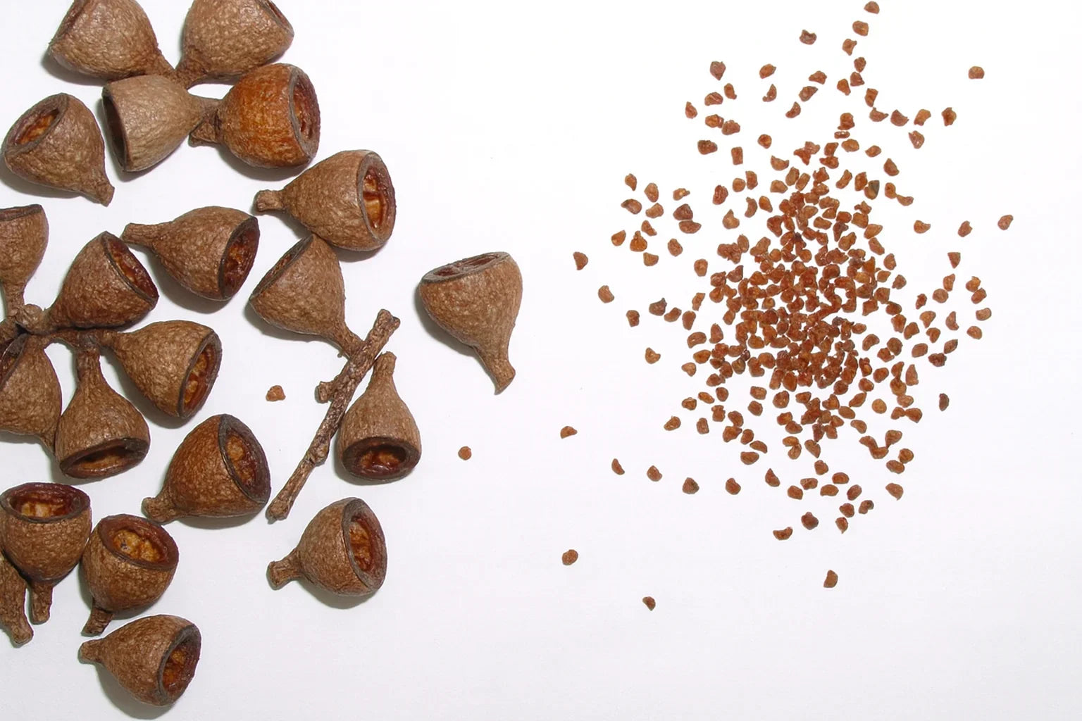 rainbow eucalyptus seeds