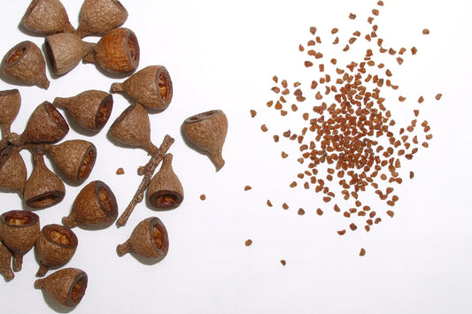rainbow eucalyptus seeds