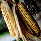 Reid's Yellow Dent - 25 Seeds