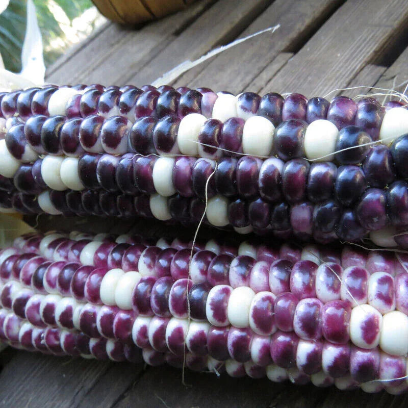 Rainbow Ornamental Corn Seeds - Seed World
