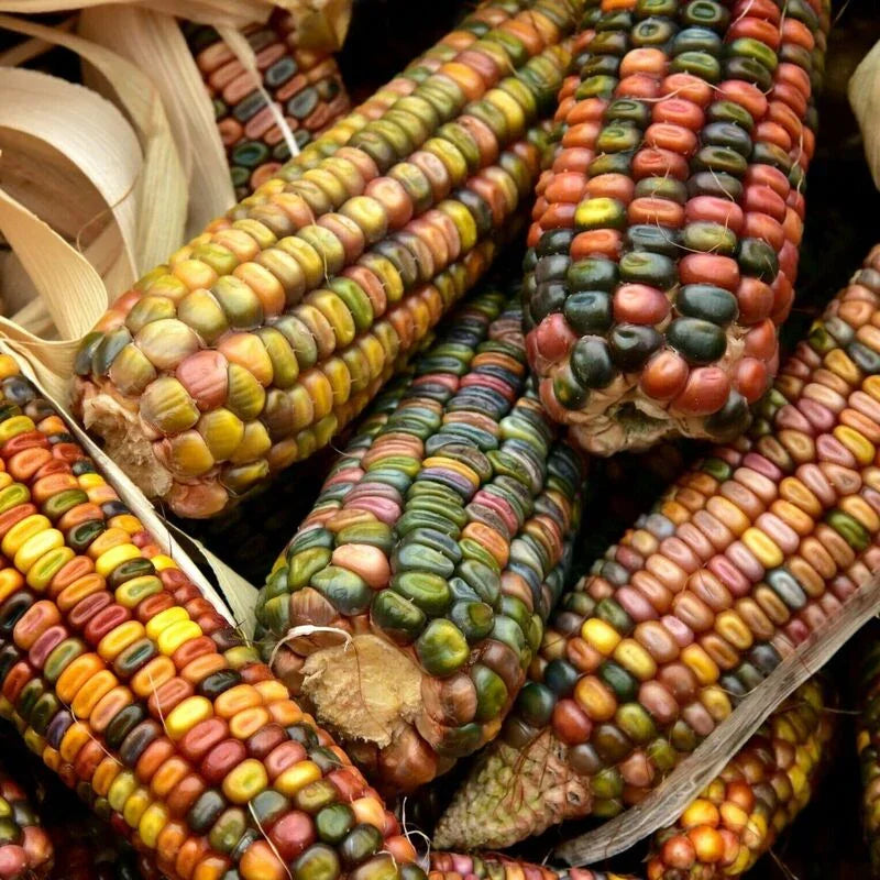 Rainbow Ornamental Corn Seeds - Seed World
