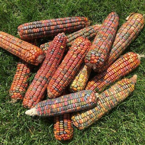 Rainbow Ornamental Corn Seeds - Seed World