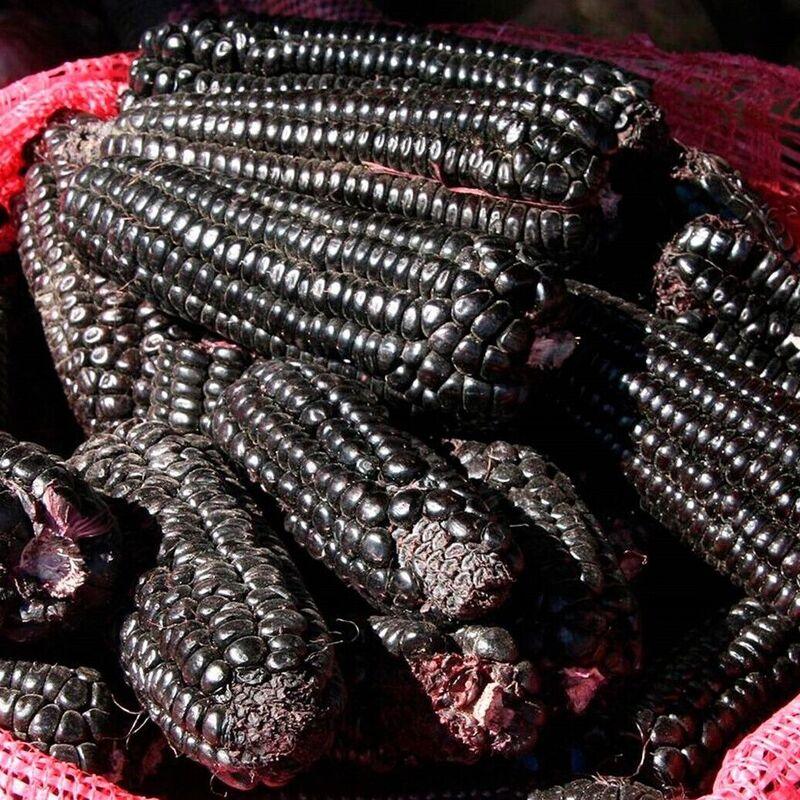 Rainbow Ornamental Corn Seeds - Seed World